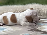 STANDARD-Cheddar, a male Dachshund for sale in Purdy, MO – 1 of 4