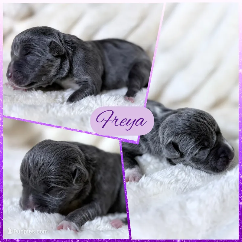 XXL Freya ABKC – American Bully puppy for sale in Purdy, MO