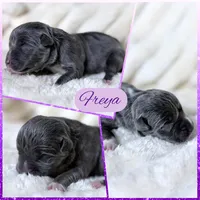XXL Freya ABKC, a female American Bully for sale in Purdy, MO – 1 of 3