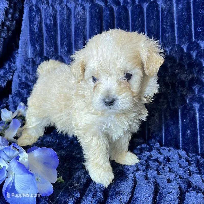 Arlo – Maltipoo puppy for sale in Purdy, MO