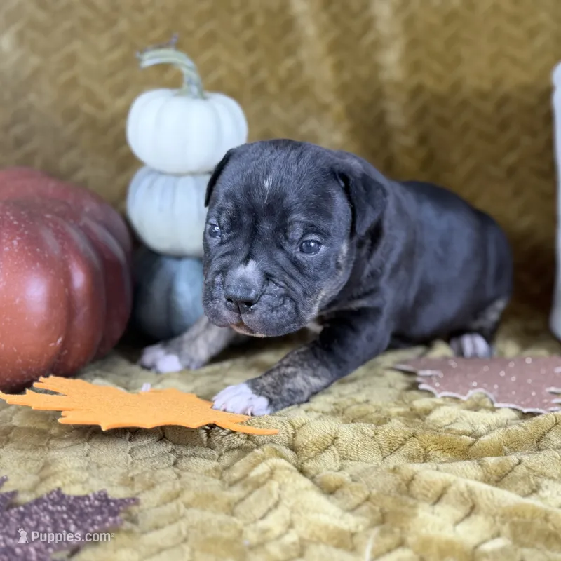 XXL Titan ABKC  – American Bully puppy for sale in Purdy, MO