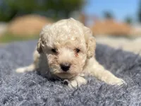 Finn, a male Poodle - Toy  for sale in Purdy, MO – 3 of 3