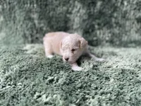 Finn, a male Poodle - Toy  for sale in Purdy, MO – Photo 2 of 6