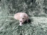 Finn, a male Poodle - Toy  for sale in Purdy, MO – Photo 3 of 6