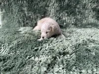 Finn, a male Poodle - Toy  for sale in Purdy, MO – Photo 5 of 6