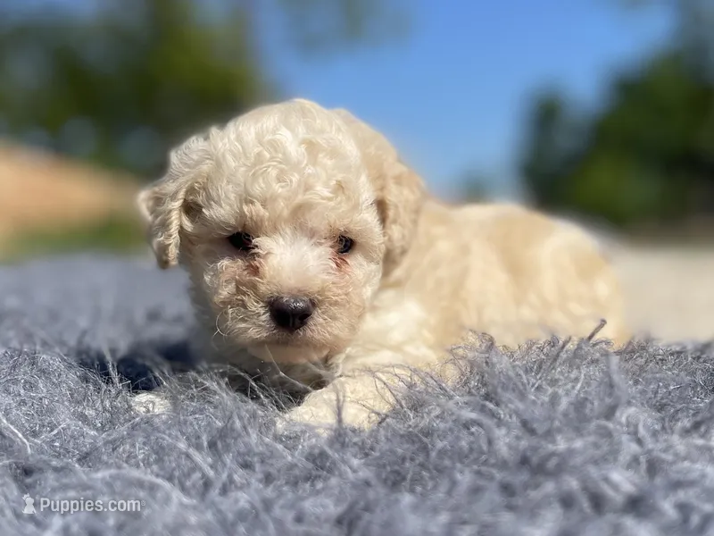 Finn – Poodle - Toy  puppy for sale in Purdy, MO