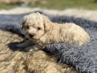 Finn, a male Poodle - Toy  for sale in Purdy, MO – 2 of 3