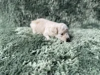 Finn, a male Poodle - Toy  for sale in Purdy, MO – Photo 4 of 6