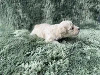 Finn, a male Poodle - Toy  for sale in Purdy, MO – Photo 6 of 6