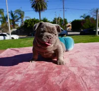 Isabella Tan Male, a male French Bulldog for sale in North Hollywood, CA – 5 of 8