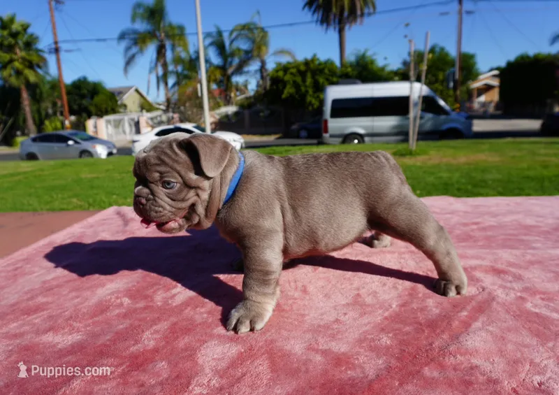 Isabella Tan Male – French Bulldog puppy for sale in North Hollywood, CA