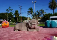 Isabella Big Rope 2, a female French Bulldog for sale in North Hollywood, CA – 6 of 10
