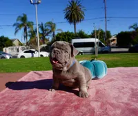 Isabella Tan Male, a male French Bulldog for sale in North Hollywood, CA – 4 of 8