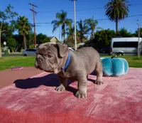 Isabella Tan Male, a male French Bulldog for sale in North Hollywood, CA – 2 of 8