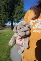 Isabella Big Rope 2, a female French Bulldog for sale in North Hollywood, CA – 9 of 10