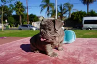Isabella Tan Male, a male French Bulldog for sale in North Hollywood, CA – 7 of 8