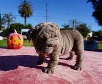 Isabella Big Rope 1, a female French Bulldog for sale in North Hollywood, CA – 4 of 5