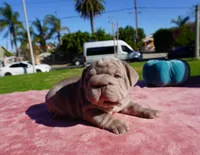 Isabella Big Rope 2, a female French Bulldog for sale in North Hollywood, CA – 4 of 10