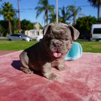 Isabella Tan Male, a male French Bulldog for sale in North Hollywood, CA – 6 of 8