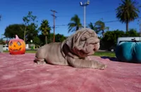 Isabella Big Rope 2, a female French Bulldog for sale in North Hollywood, CA – 2 of 10