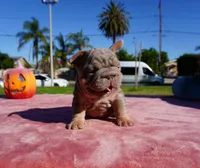 Isabella Tan Big Rope , a female French Bulldog for sale in North Hollywood, CA – 2 of 5