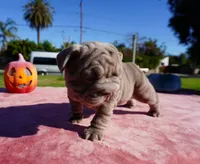 Isabella Big Rope 1, a female French Bulldog for sale in North Hollywood, CA – 2 of 5