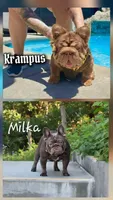 Isabella Tan Male, a male French Bulldog for sale in North Hollywood, CA – 8 of 8