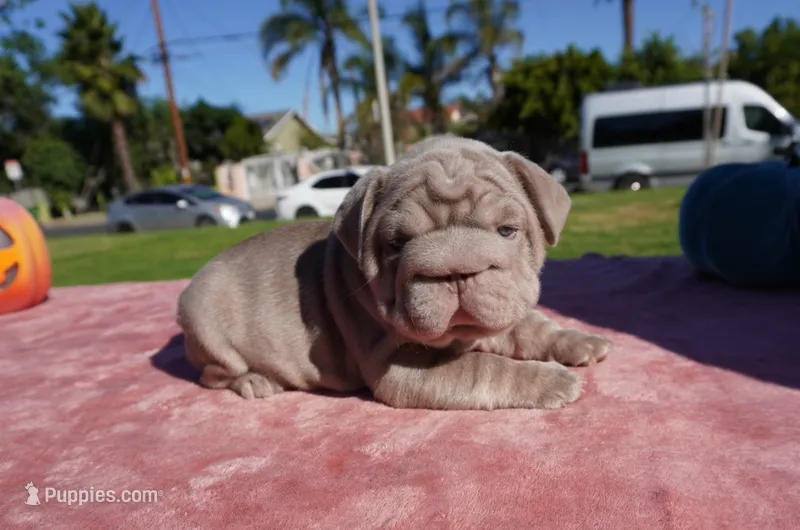 Isabella Big Rope 2 – French Bulldog puppy for sale in North Hollywood, CA
