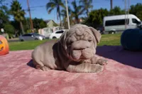 Isabella Big Rope 2, a female French Bulldog for sale in North Hollywood, CA – 1 of 10