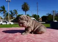 Isabella Big Rope 2, a female French Bulldog for sale in North Hollywood, CA – 8 of 10