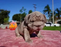 Isabella Big Rope 2, a female French Bulldog for sale in North Hollywood, CA – 3 of 10