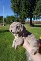 Isabella Big Rope 2, a female French Bulldog for sale in North Hollywood, CA – 7 of 10