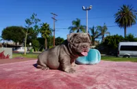 Isabella Tan Male, a male French Bulldog for sale in North Hollywood, CA – 3 of 8