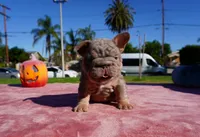 Isabella Tan Big Rope , a female French Bulldog for sale in North Hollywood, CA – 4 of 5