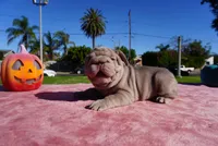 Isabella Big Rope 2, a female French Bulldog for sale in North Hollywood, CA – 5 of 10