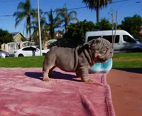 Isabella Tan Big Rope , a female French Bulldog for sale in North Hollywood, CA – 3 of 5