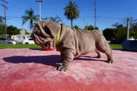 Isabella Big Rope 1, a female French Bulldog for sale in North Hollywood, CA – 3 of 5
