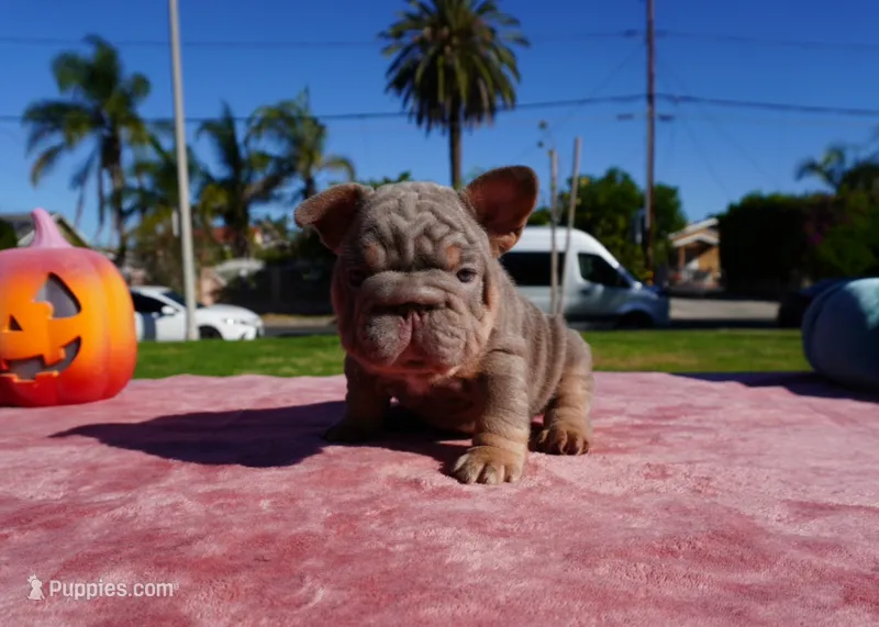 Isabella Tan Big Rope  – French Bulldog puppy for sale in North Hollywood, CA