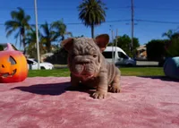 Isabella Tan Big Rope , a female French Bulldog for sale in North Hollywood, CA – 1 of 5