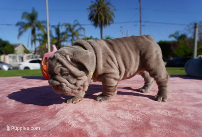 Isabella Big Rope 1 – French Bulldog puppy for sale in North Hollywood, CA