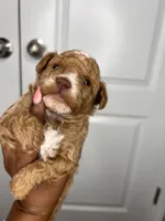 Rolo, a male Poodle - Toy  for sale in Lancaster, SC – Photo 3 of 5