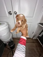 Rolo, a male Poodle - Toy  for sale in Lancaster, SC – Photo 5 of 5