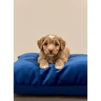 Rolo, a male Poodle - Toy  for sale in Lancaster, SC – Photo 2 of 5