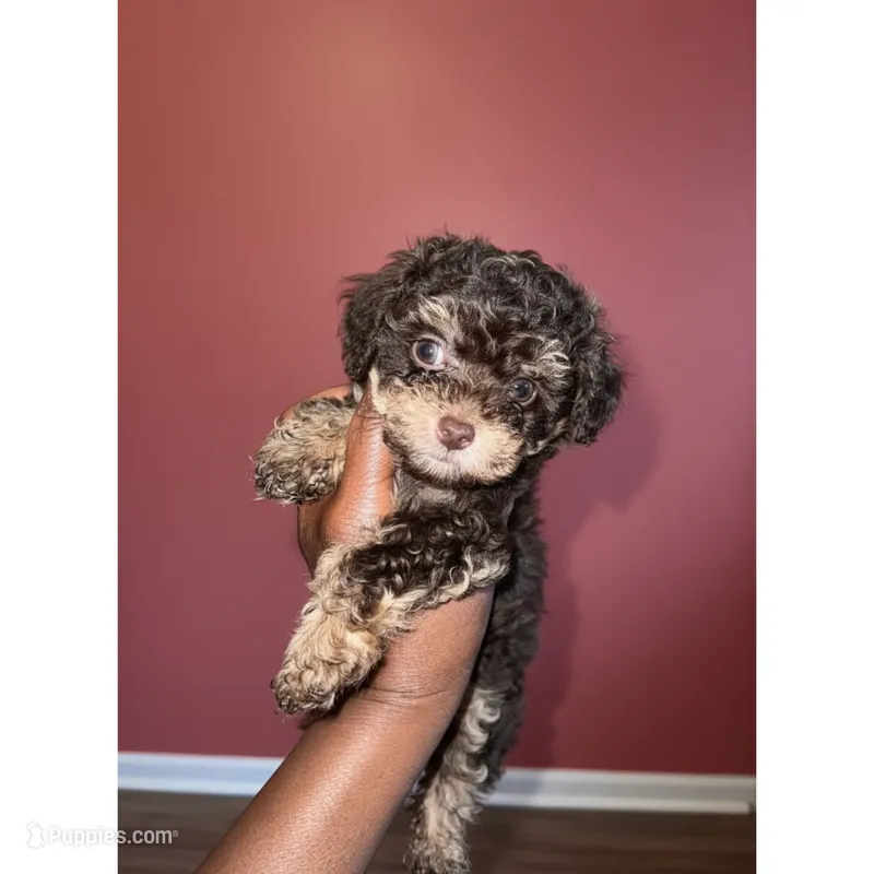 Tiny Rolo – Poodle - Toy  puppy for sale in Lancaster, SC