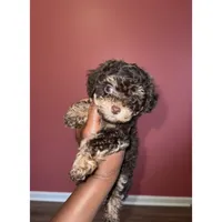 Tiny Rolo, a female Poodle - Toy  for sale in Lancaster, SC – 1 of 3
