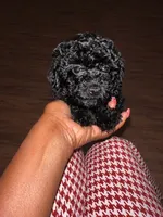 Snickers, a male Poodle - Toy  for sale in Lancaster, SC – 3 of 3