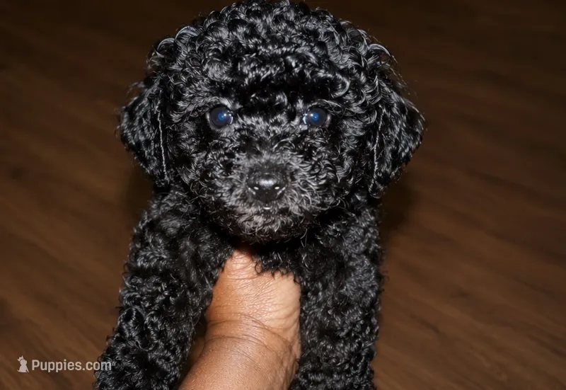 Snickers – Poodle - Toy  puppy for sale in Lancaster, SC