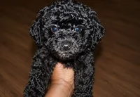 Snickers, a male Poodle - Toy  for sale in Lancaster, SC – 1 of 3