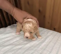 Sand, a male Poodle - Toy  for sale in Lancaster, SC – Photo 2 of 5