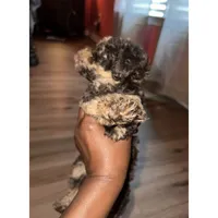 Tiny Rolo, a female Poodle - Toy  for sale in Lancaster, SC – 2 of 3